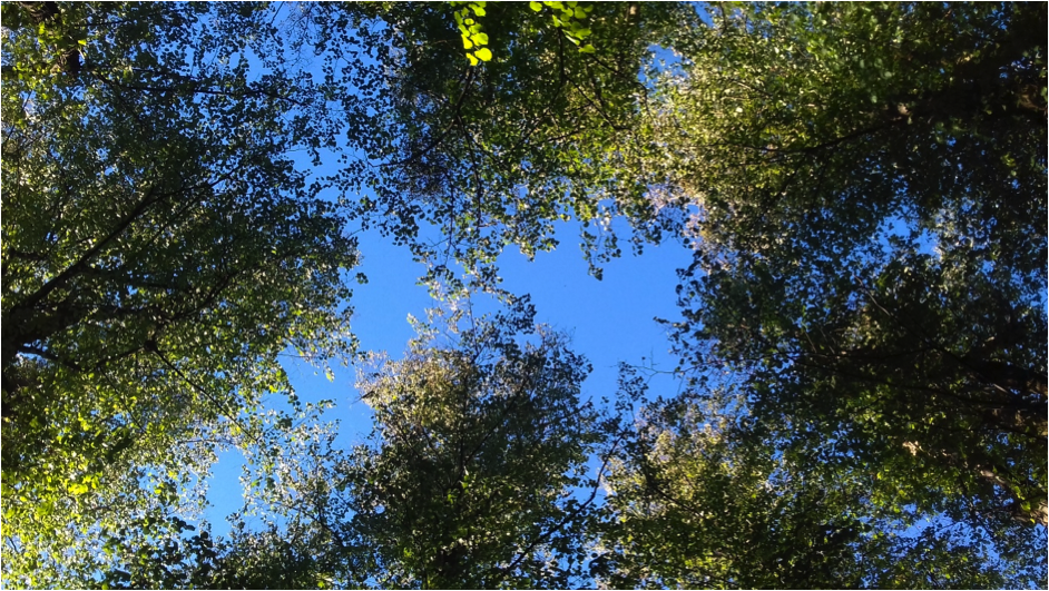 trees sky